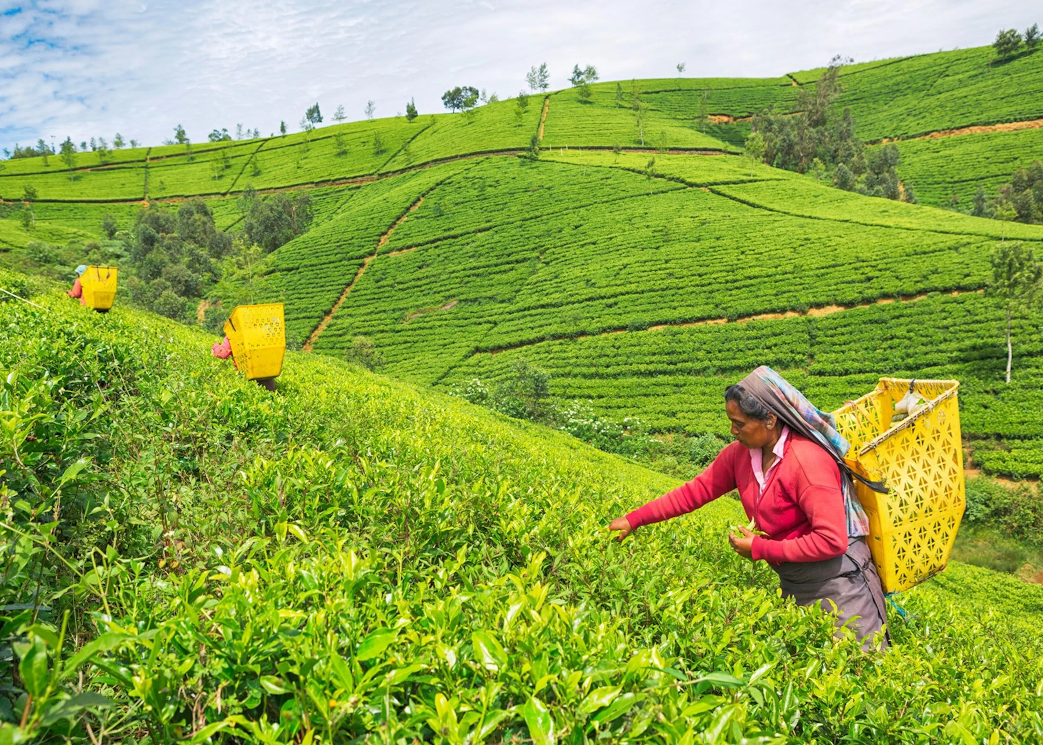 Srilanka